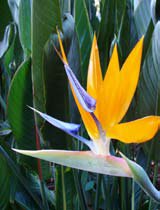 Strelitzia reginae
