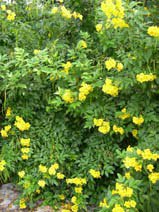 Tecoma smithii