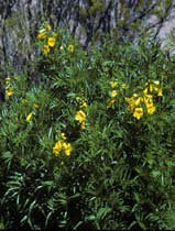 Tecoma stans