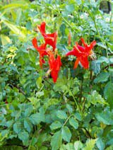 Tecomaria capensis