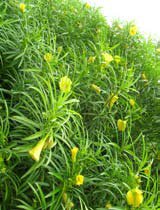Thevetia peruviana