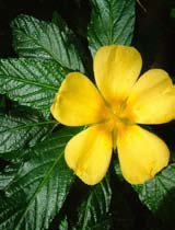 Turnera ulmifolia
