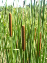 Typha angustifolia