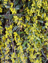 Acacia redolens