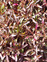 Alternanthera bettzickiana aurea