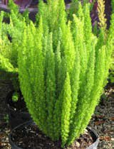 Asparagus meyeri
