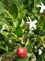 Carissa grandiflora