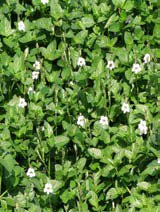 Asystasia gangetica