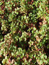 Alternanthera amoena