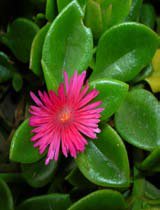 Aptenia cordifolia