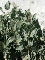 Atriplex halimus