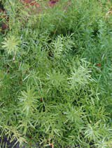 Asparagus sprengeri