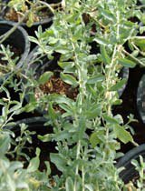 Atriplex semibaccata