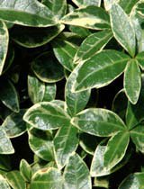 Alternanthera variegata