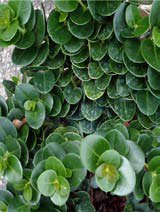 Carissa boxwood beauty