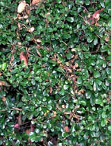 Ehretia microphylla