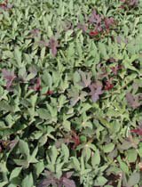 Ipomea batatas