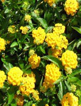 Lanata camera dwarf yellow