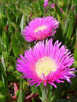 Carpobrotus edulis