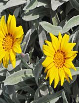 Gazania uniflora