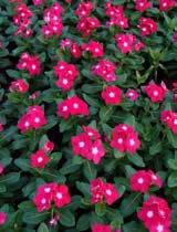 Catharanthus roseus