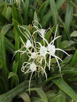Hymenocallis littoralis
