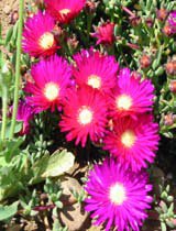 Lampranthus spectabilis
