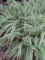 Dianella tasmanica variegata