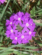 Lantana montevidensis