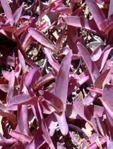 Setcreasea purpurea