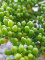 Zygophyllum qatarense