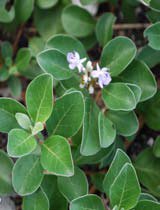 Vitex rotundifolia