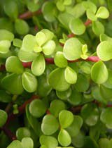 Portulacaria afra