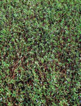 Sesuvium portulacastrum