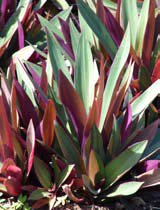 Rhoeo discolor