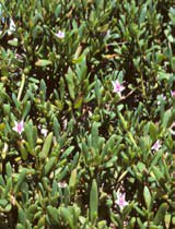 Sesuvium green carpet