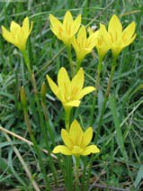 Zephyranthes citrina