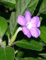 Ruellia ciliosa