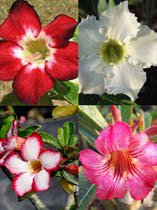 Adenium obesum grafted