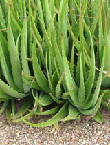 Aloe vera