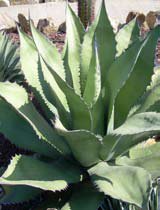 Agave salmiana ferox