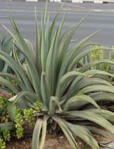 Agave attenuata
