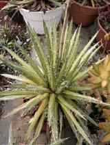 Agave filifera