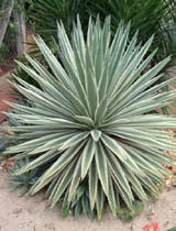 Agave angustifolia marginata
