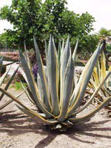 Agave americana marginata