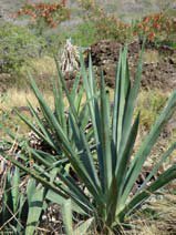 Agave sisalana