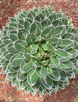 Agave victoriae-reginae