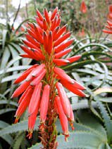 Aloe arborescens