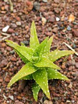 Aloe microstigma