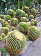 Echinocatus grusonii